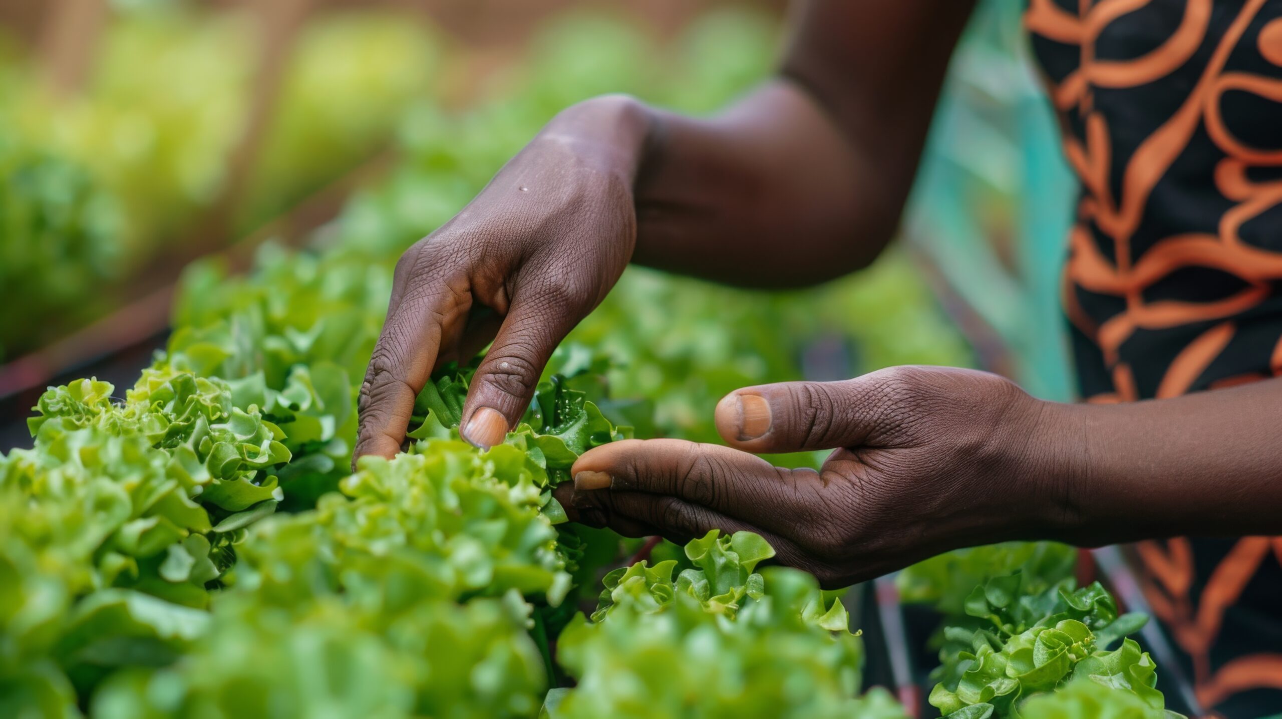 hand of african female Businessperson or farmer checking hydroponic soilless vegetable in nursery farm. --ar 16:9 Job ID: 932efa39-8ca9-4cf7-9e68-c5da2013390e